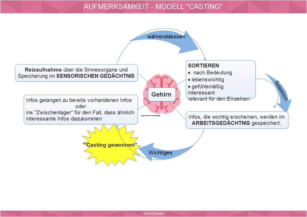 Schematische Darstellung der Reizaufnahme bis zur Verarbeitung im Gehirn.
Text folgt nach der Bilddarstellung